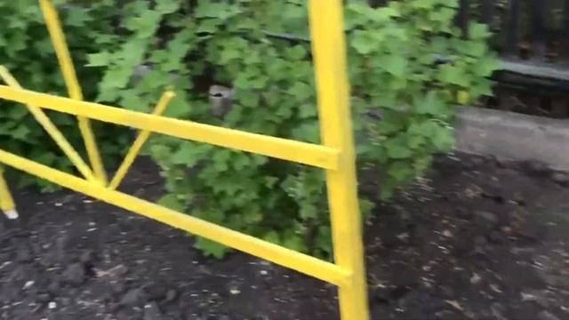 Смородина крупная как вишня: как ухаживать за смородиной на даче. смотреть онлайн