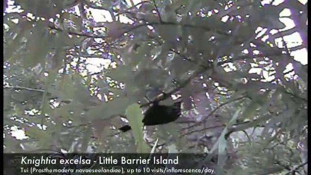 Flower visitors on little Barrier island - Metrosideros excelca смотреть онлайн