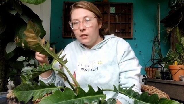 Worth the Splurge??? Philodendron Ring of Fire смотреть онлайн