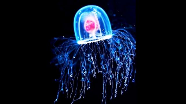 Как достичь бессмертия. Turritopsis Nutricula.