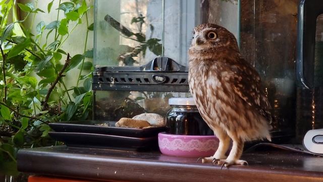 Смотреть на сову, смотрящую в окно, можно бесконечно. Искусство залипать на синичек от сыча