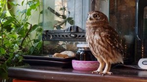 Смотреть на сову, смотрящую в окно, можно бесконечно. Искусство залипать на синичек от сыча