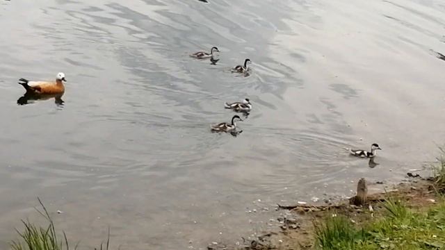 Детская радость🦆#москва#пейзажи#город#лето2022#московскийдворецпионеров#паркимосквы#пруд#утки#птицы смотреть онлайн