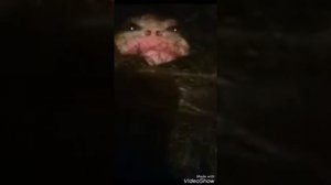 В Карачаево Черкесии поймали домового