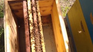 подсадка плодных маток,майские отводки!расширение пасеки!