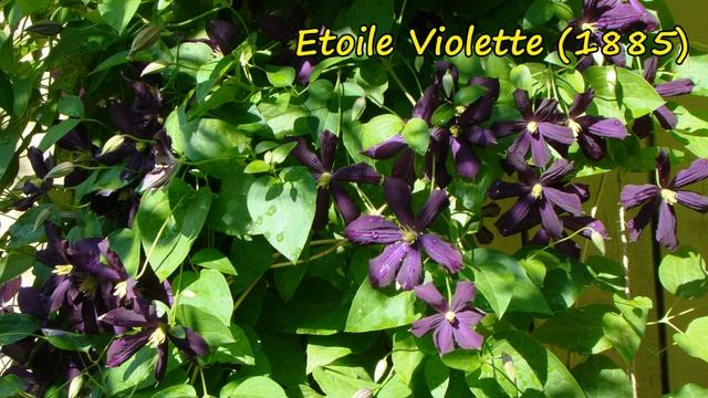 Клематисы. Ville de Lyon. Начало смотреть онлайн