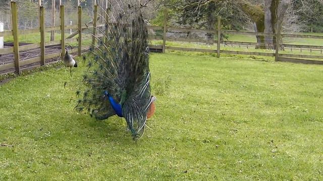 Peacock at Blessingbourne House Fivemiletown Northern Ireland смотреть онлайн