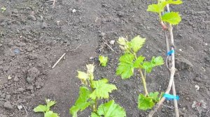 Выломка (нормировка) зелёных побегов винограда на двухплоскостной шпалере