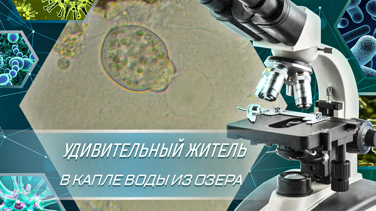 Еще один удивительный житель в капле воды из озера смотреть онлайн