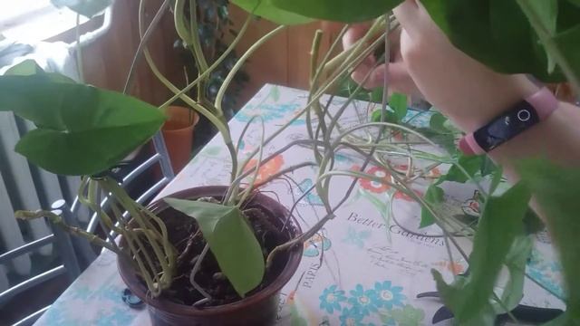 Сингониум ножколистный? Обрезка, обновление грунта ? смотреть онлайн