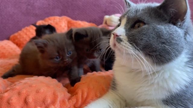 Cat Ditto meeting tiny kittens ??? смотреть онлайн