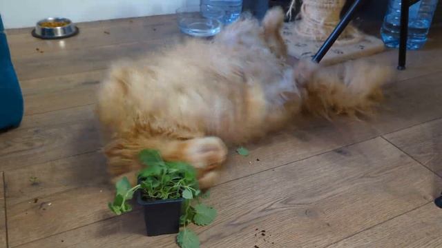 Мейн-Кун и кошачья мята! Головой в горшок! #cat #mainecoon смотреть онлайн