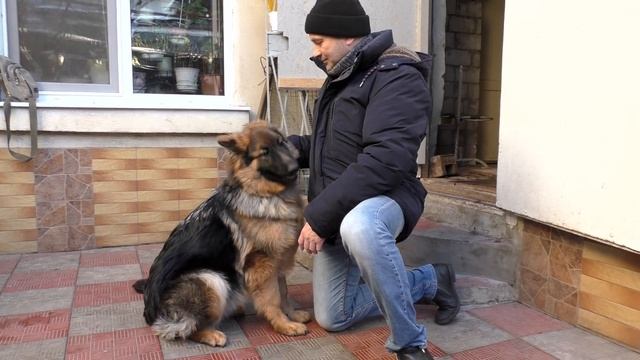 Знакомство с Альмой. Длинношерстная Немецкая Овчарка 7 месяцев Одесса смотреть онлайн