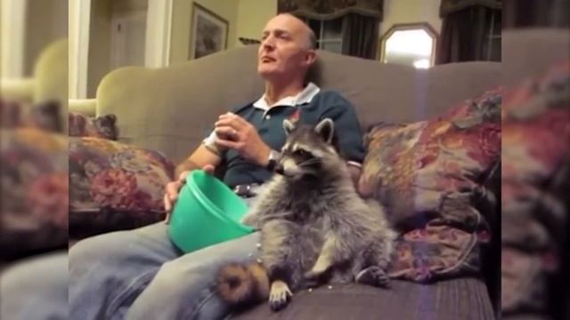 Осторожно! Милые еноты! [Лучшие видео ADME] смотреть онлайн