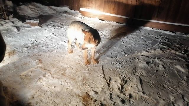 Милый пес смотреть онлайн