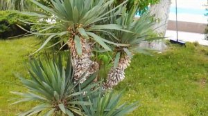 Пансионат с лечением ИМПУЛЬС Ольгинка Туапсе