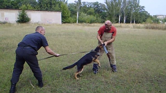 щенки (однопомётники) первые шаги в защитной службе смотреть онлайн