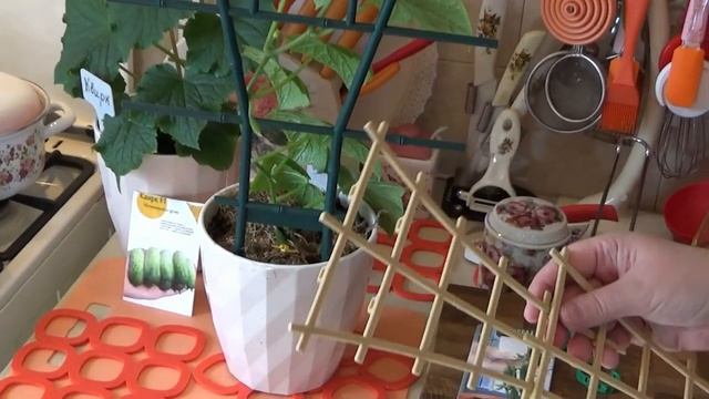 Комнатные огурчики Квирк и Квартирант. смотреть онлайн