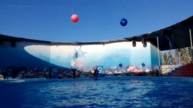 Потрясающие прыжки дельфинов / Stunning dolphins jumping смотреть онлайн