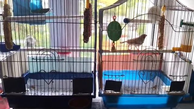 2 мин. из жизни зебровых амадин смотреть онлайн