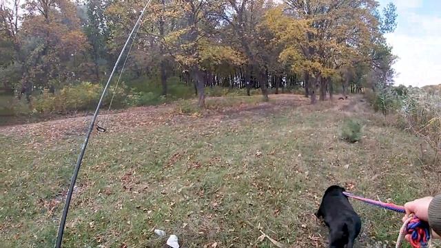 Первая рыбалка с собакой. Лабрадор в шоке. #рыбалка #собака #лабрадор #спиннинг #природа смотреть онлайн