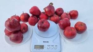 Яблоня Ред Кап / Apple Red Cap