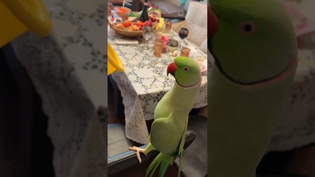Говорящий ожереловый попугай Ричи #funny #talkingparrot #parrot #bird смотреть онлайн