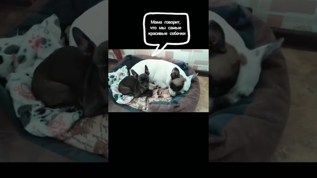 Самые красивые собачки. смотреть онлайн
