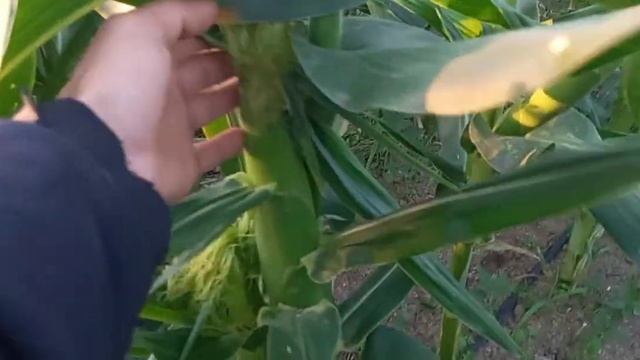 Кукуруза Вега Херсонская Область Какая Обстановка смотреть онлайн