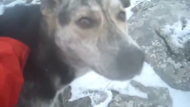 The mountain dog of Macedonia смотреть онлайн