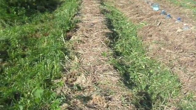 Посадка картофеля в сено и в сидераты. смотреть онлайн