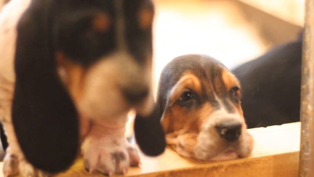 Опилочки 2 смотреть онлайн