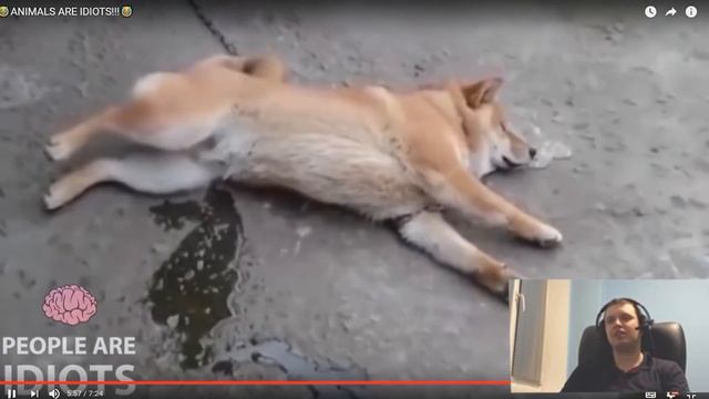 Момент, когда приснился папич. смотреть онлайн