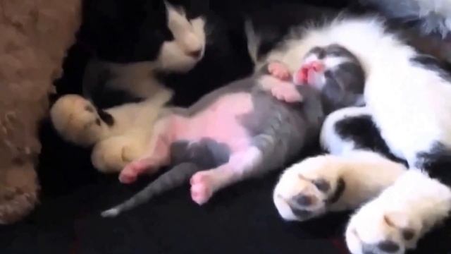 Смешные кошки, котенок смешно спит смотреть онлайн