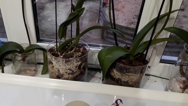 Первый полив орхидей.