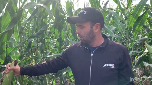 Обзор культур посеянных в озимую рожь ( кукуруза, соя,подсолнечник) состояние на 2.09.2022 смотреть онлайн