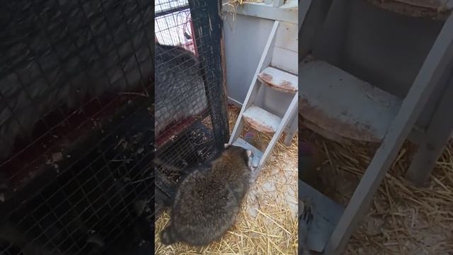 #ямыилюша #raccoon #енотики #животные #помощьбездомнымживотным #собачки смотреть онлайн