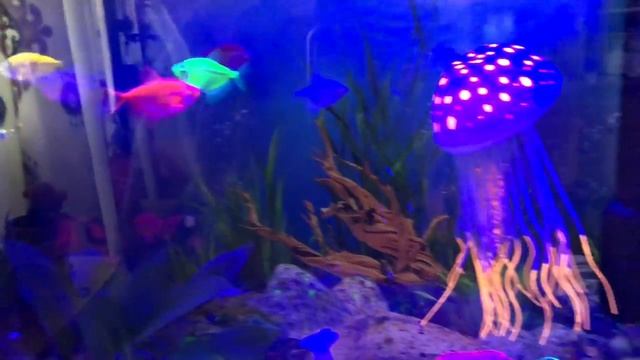 Тернеция глофиш, GloFish, рыбки в аквариуме смотреть онлайн