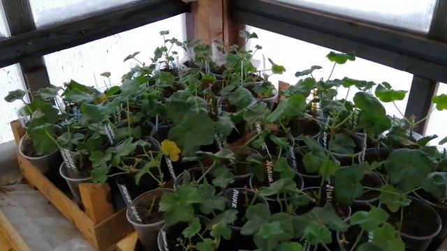 Теплица. Честный, подробный обзор. 29 декабря 2021г. смотреть онлайн