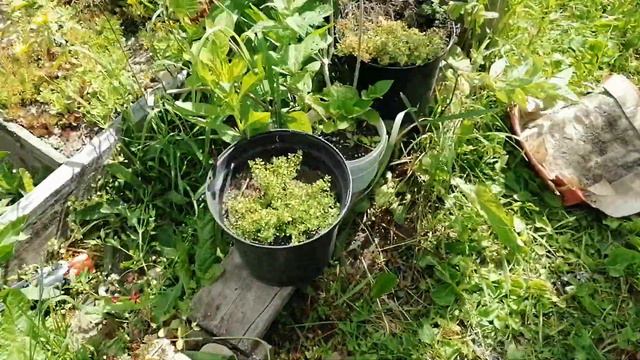 Дачные моменты. 22 июня 2023. смотреть онлайн