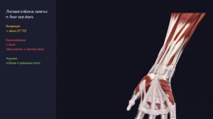Мышцы Верхней Конечности - 3D Анатомия Мышц Предплечья - Часть 3