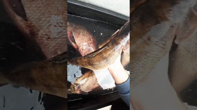Судак, подготовка к копчению. смотреть онлайн