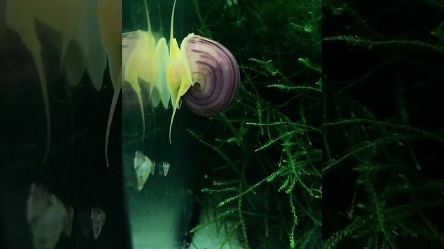 Фиолетовая ампуллярия смотреть онлайн