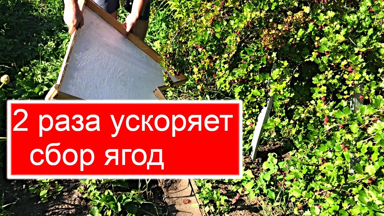 Приспособа для сбора ягод крыжовника или смородины смотреть онлайн