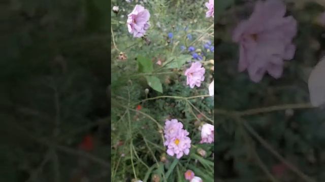 Обзор моих роз в июле 2019 /Артур Белл/Глория Дей смотреть онлайн