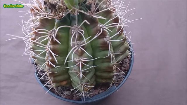 Gymnocalycium Damsii
