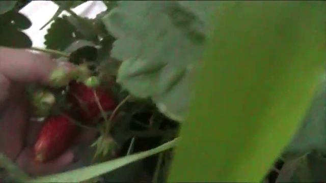 Земклуника Купчиха. Июнь 2017 г // Секреты хороших урожаев смотреть онлайн