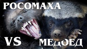 МЕДОЕД VS РОСОМАХА: «Король и королева» из мира животных | Интересные факты про медоеда и росомаху