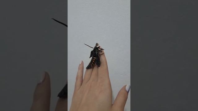 Табачный бражник после вылупления смотреть онлайн