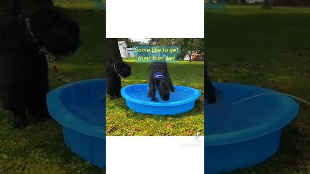 FAQ: Do Bouviers Like Water? смотреть онлайн